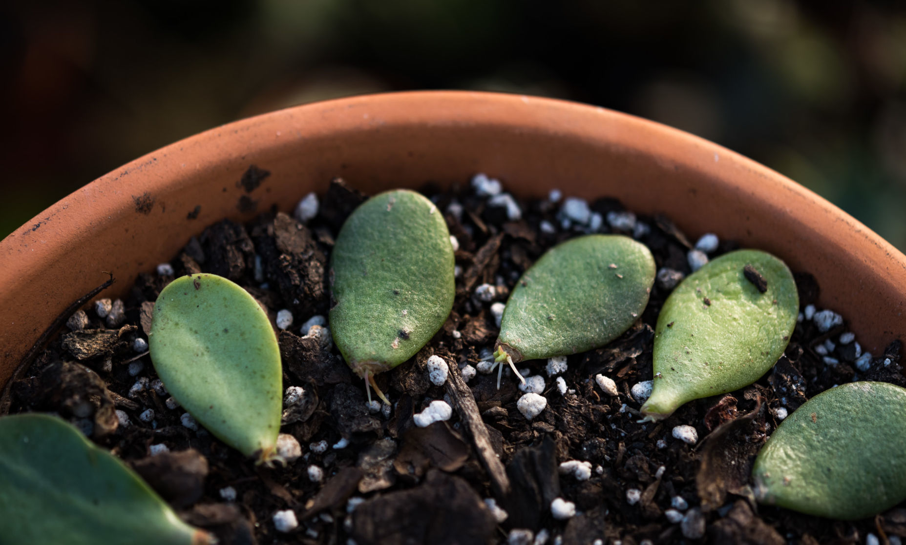 Plant Love